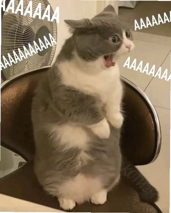 Meme mèo thể hiện sự bất mãn