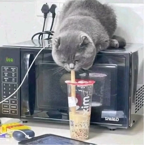 Meme mèo uống trà sữa với biểu cảm đáng yêu