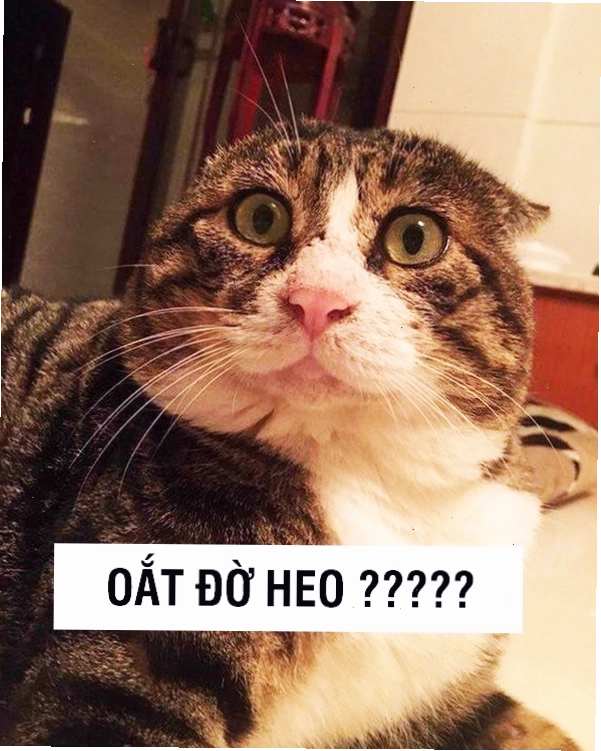 Meme mèo với ánh mắt biết nói