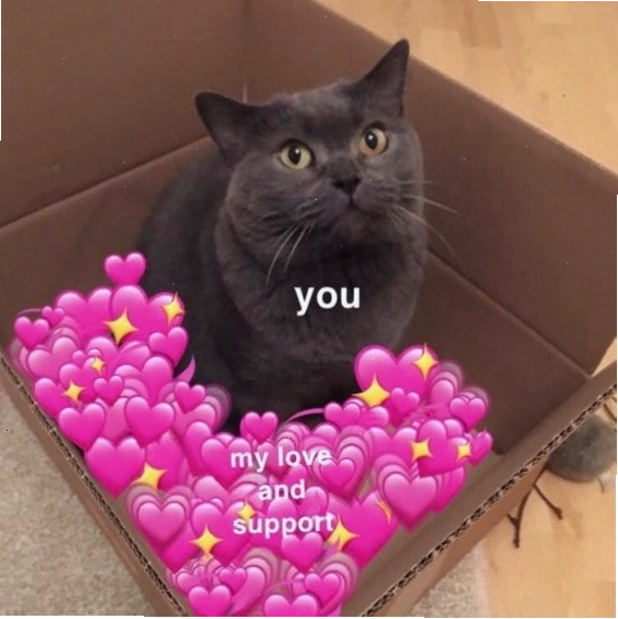 Meme mèo với biểu cảm buồn cười