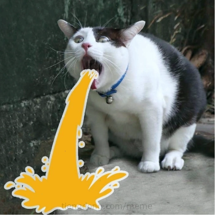 Meme mèo với biểu cảm đáng yêu