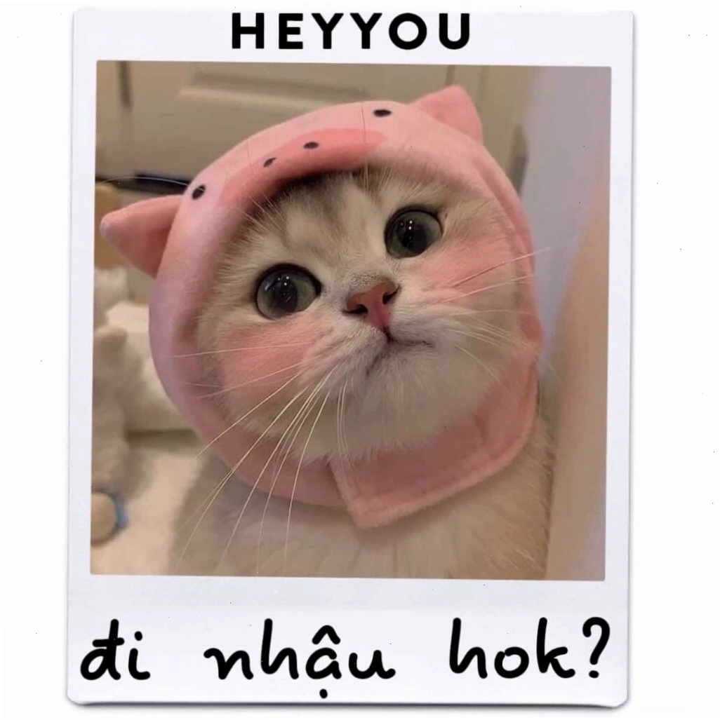 Meme mèo với biểu cảm đáng yêu