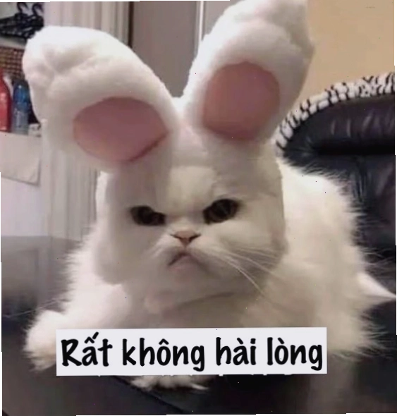 Meme mèo với biểu cảm giận dỗi