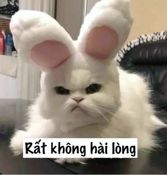 Meme mèo với biểu cảm giận dỗi hài hước