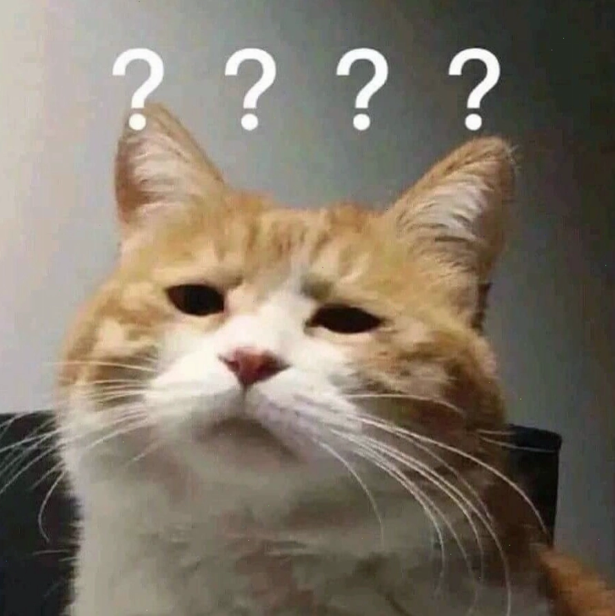 Meme mèo với biểu cảm hài hước khi bị trêu chọc