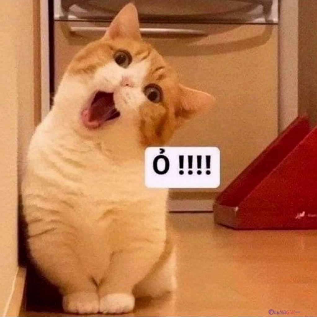 Meme mèo với biểu cảm hài hước khó đỡ