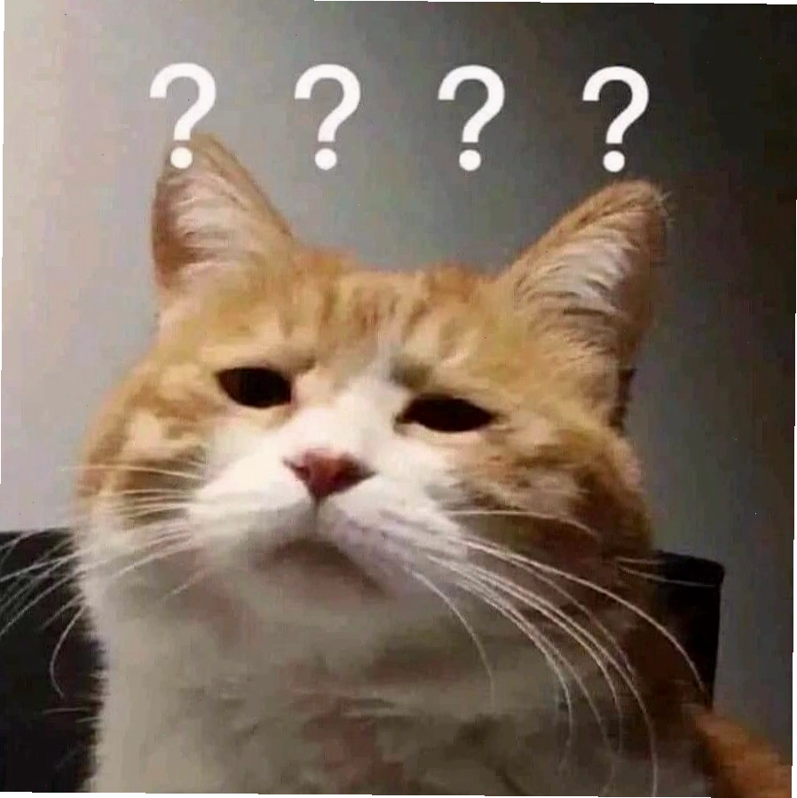 Meme mèo với biểu cảm hài hước thú vị