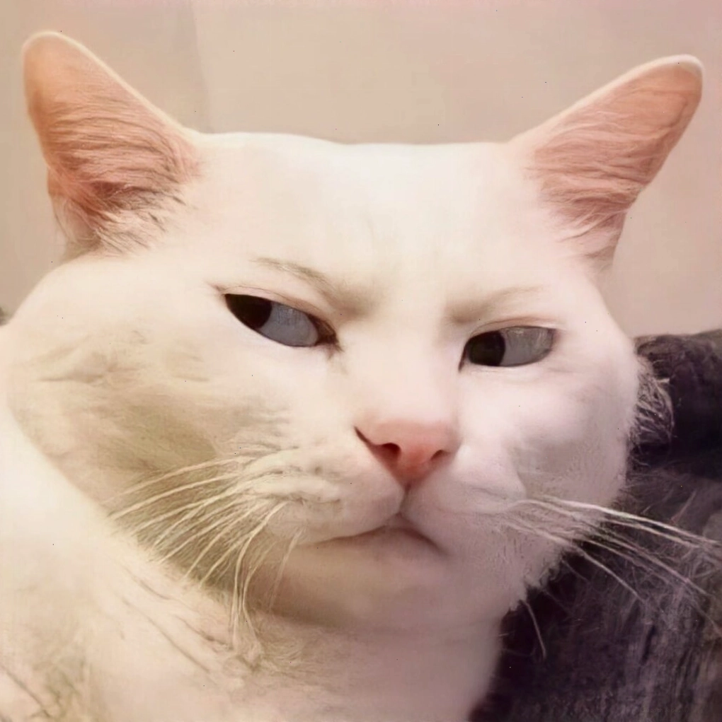 Meme mèo với biểu cảm hài hước và ngộ nghĩnh