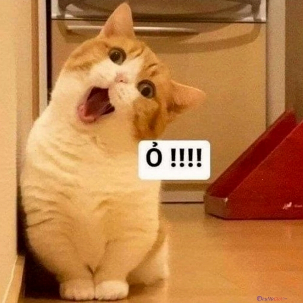Meme mèo với biểu cảm khó đỡ