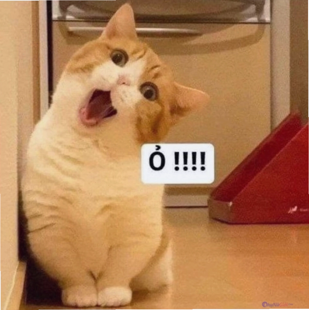 Meme mèo với biểu cảm ngạc nhiên tột độ