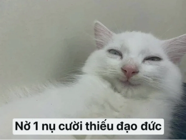 Meme mèo với biểu cảm nhếch mép đáng yêu