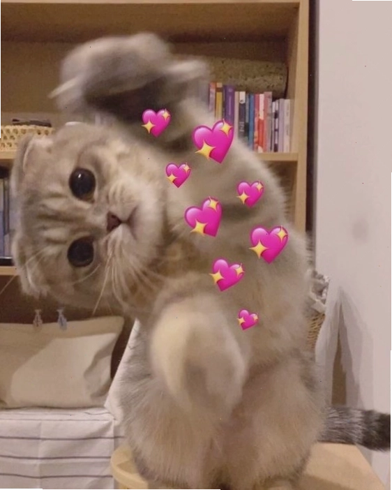 Meme mèo với hành động hài hước