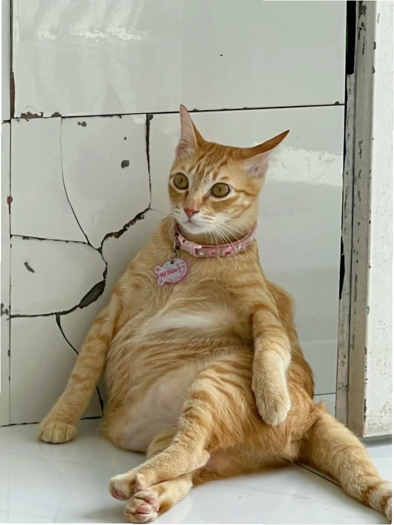 Meme mèo với khuôn mặt biểu cảm