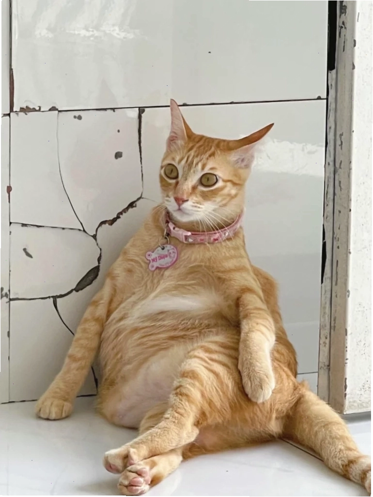 Meme mèo với tình huống hài hước khó đỡ