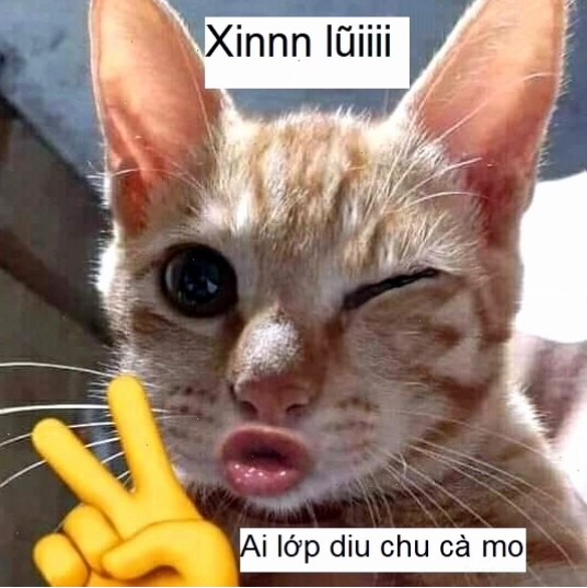 Meme mèo xin lỗi với biểu cảm cầu khẩn