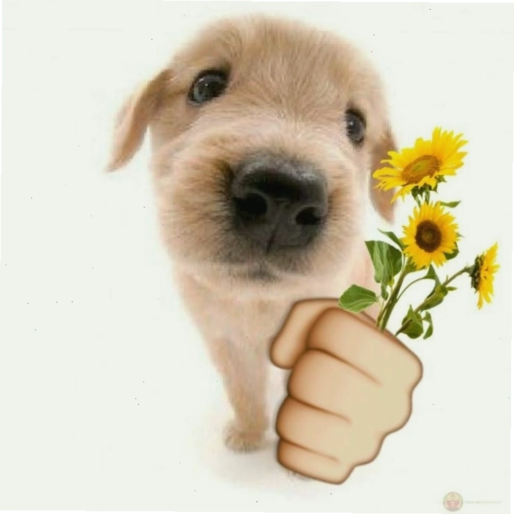 Meme tặng hoa hướng dương vui vẻ