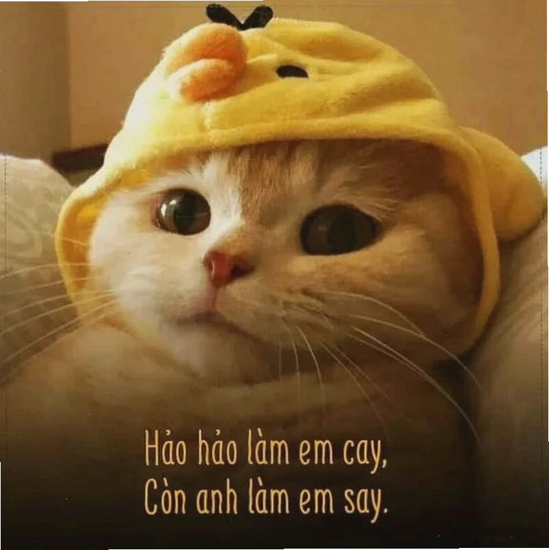 Meme tình yêu tâm trạng về những mong muốn giản đơn