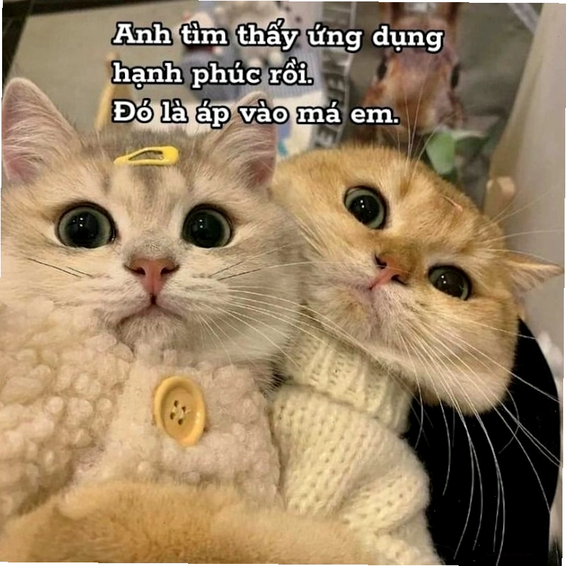 Meme tình yêu tâm trạng về sự gắn kết