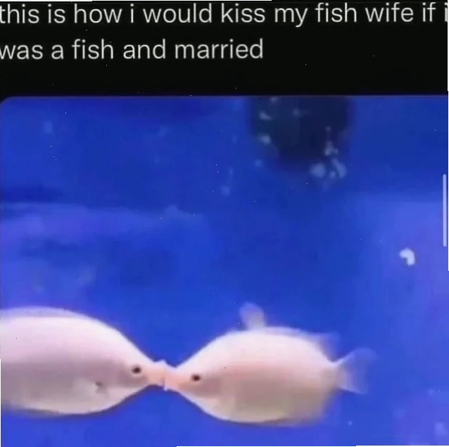 Meme về nụ hôn dành cho vợ cá nếu là cá