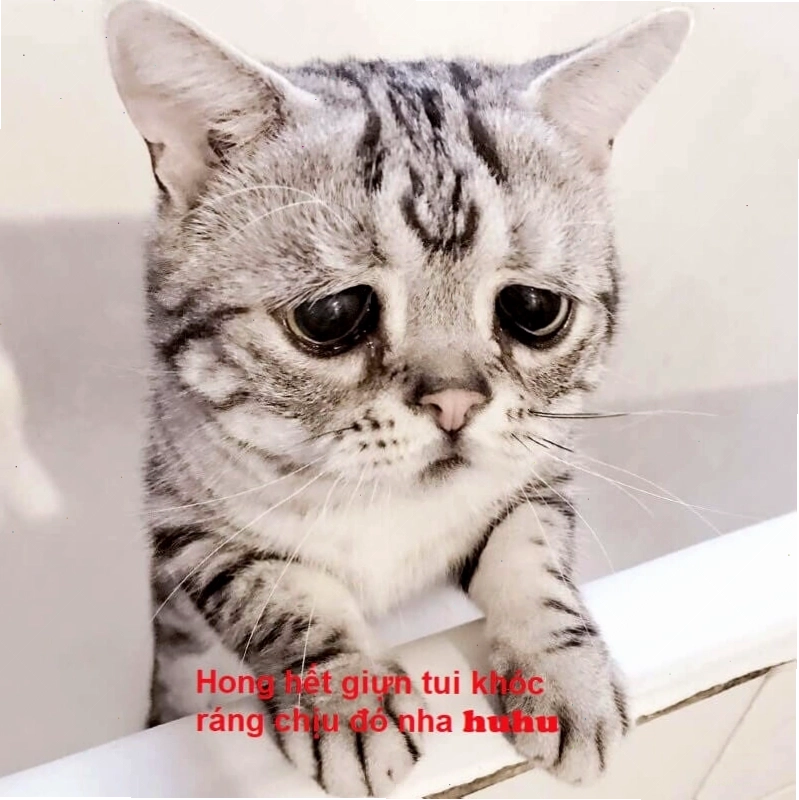 Meme xin lỗi cute với hình ảnh nhân vật đáng yêu