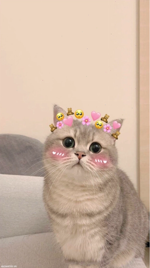 Mèo con cuộn tròn ngủ say sưa