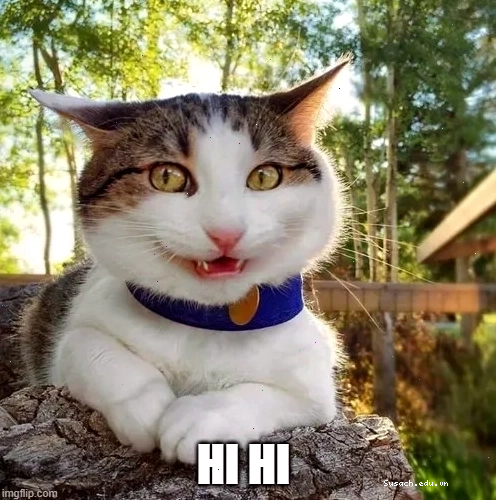 Mèo cười hihi: tiếng cười nhỏ mà lan to, meme hot khắp TikTok