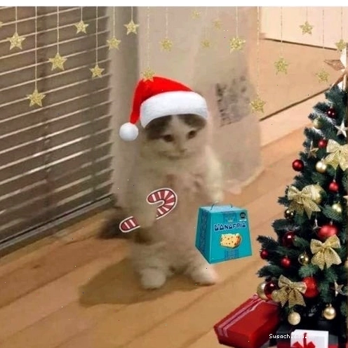 Mèo Giáng sinh bên cây thông xanh tươi