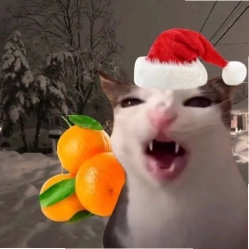 Mèo Giáng sinh cười tươi với mũ ông già Noel
