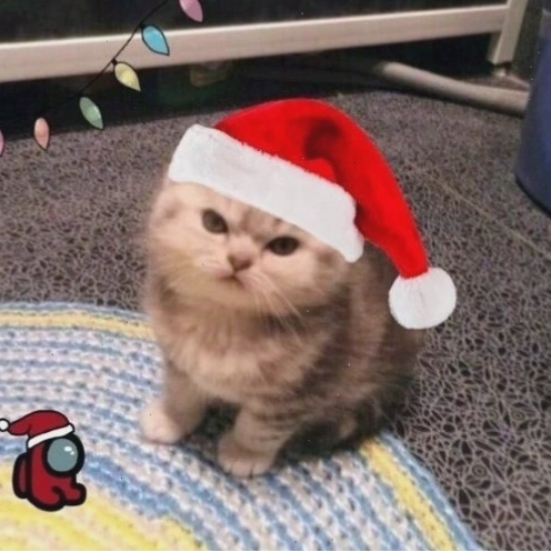 Mèo Giáng sinh nhăn mặt đáng yêu