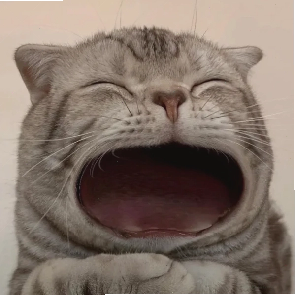 Mèo há miệng meme với biểu cảm bá đạo đang gây sốt