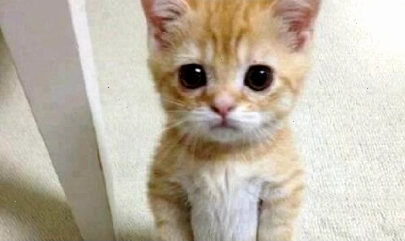 Mèo mặt hài hước, vô tri làm avatar