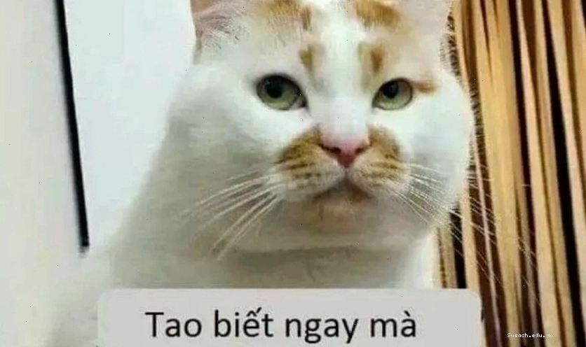 Mèo mặt ngơ ngác đáng yêu làm avatar
