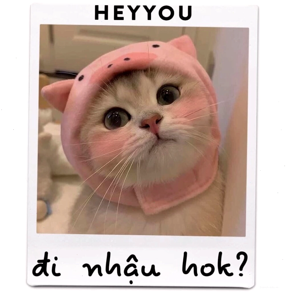 Mèo meme đang suy tư
