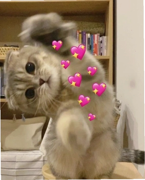 Mèo meme dễ thương đang ngủ gật