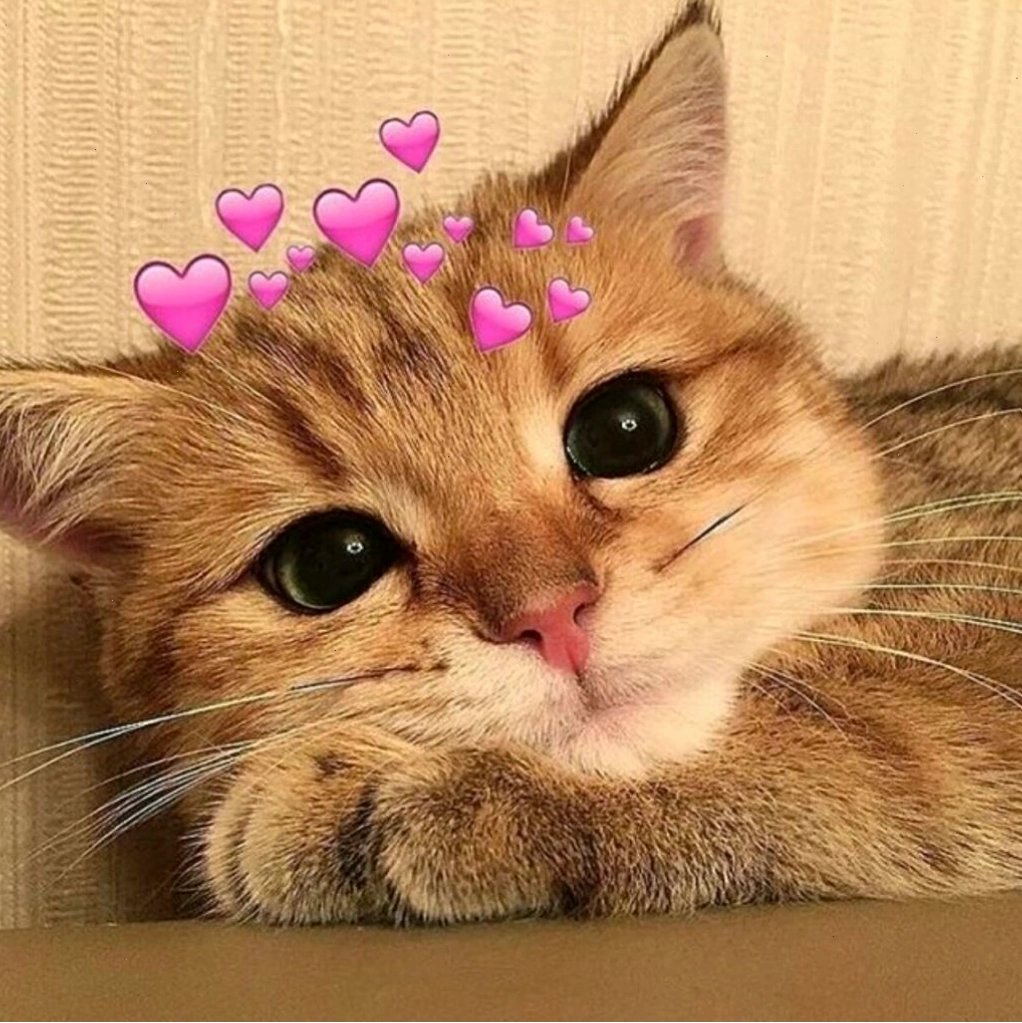 Mèo meme dễ thương đang nhìn