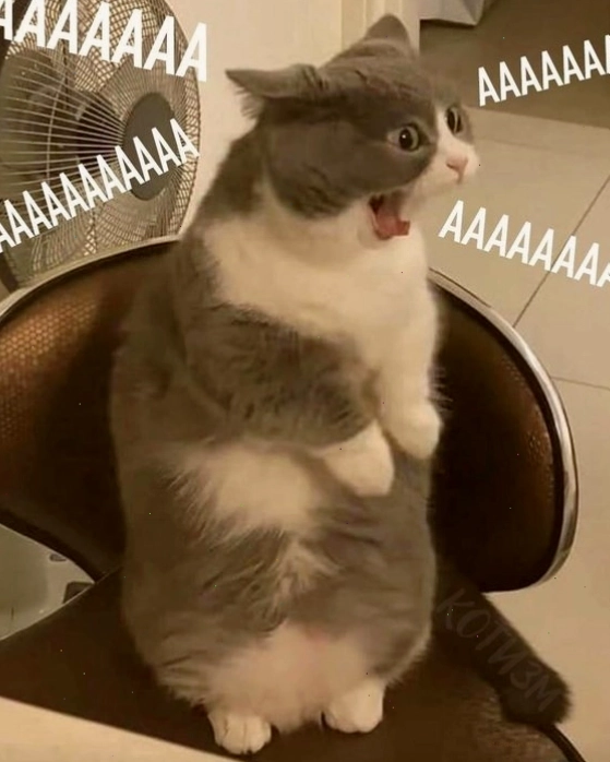 Mèo meme giận dỗi