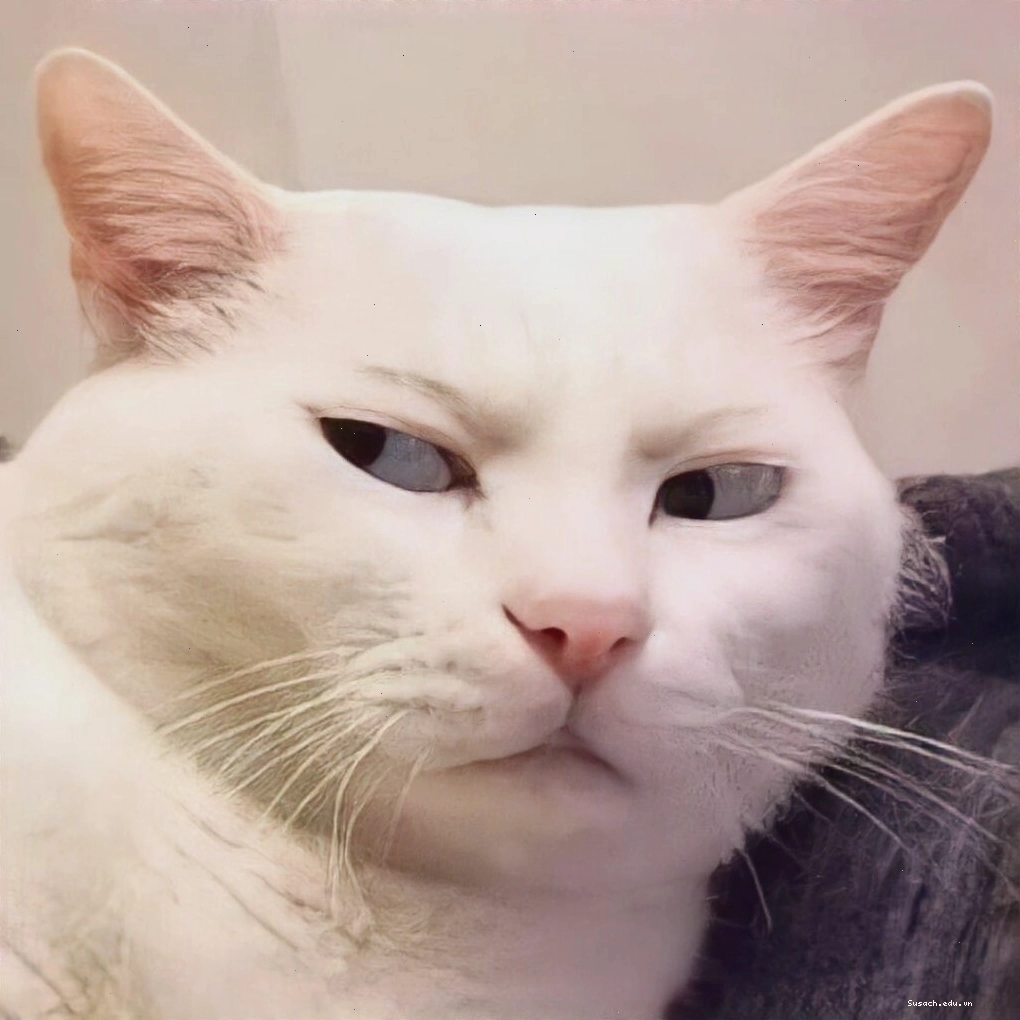 Mèo meme với biểu cảm ngạc nhiên