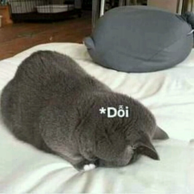 Mèo meme với dáng vẻ "khó ở" nhưng vẫn cực kỳ dễ thương