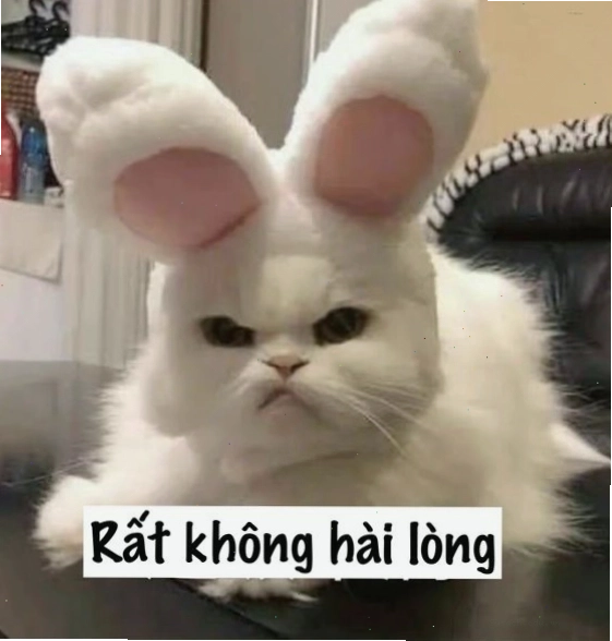 Mèo meme với vẻ mặt khó chịu