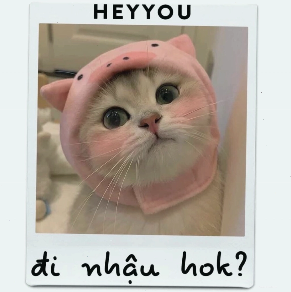 Mèo nằm dài với vẻ mặt thư giãn