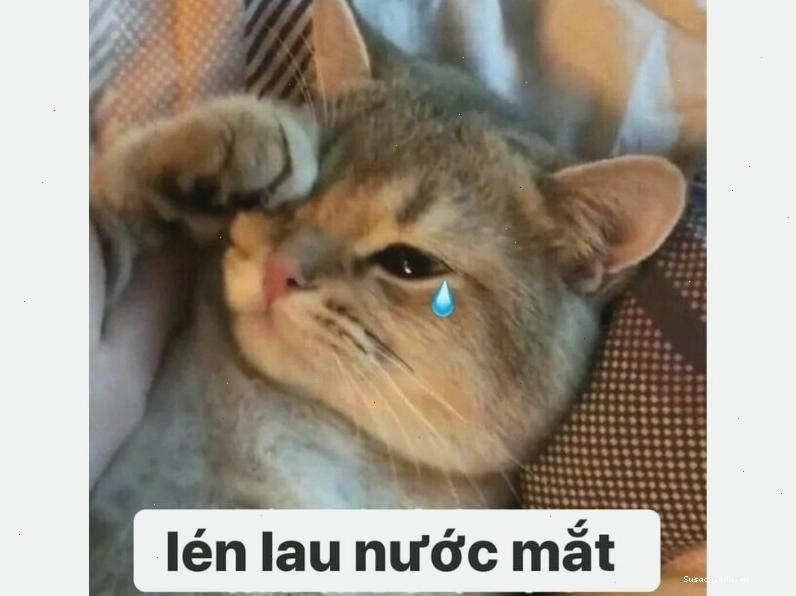 Mèo nhếch mép và biểu cảm tự mãn