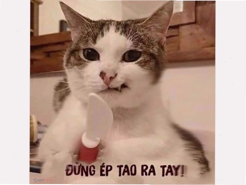 Mèo nhếch mép với biểu cảm khó chịu