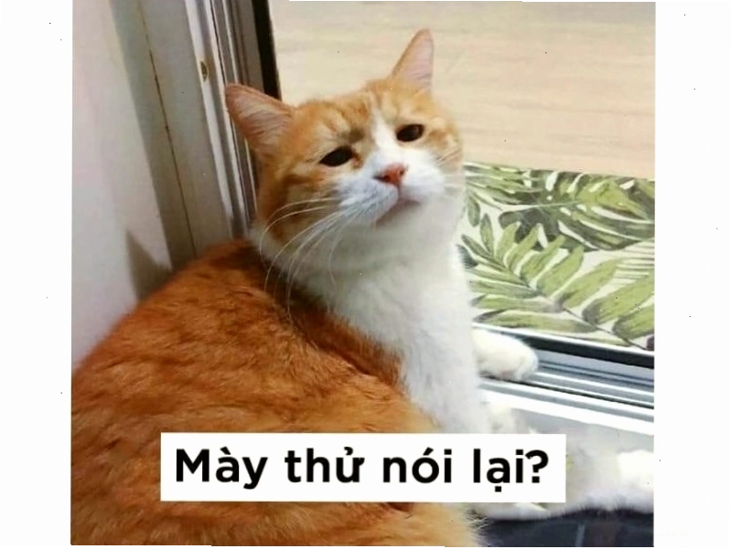 Mèo nhếch mép với biểu cảm "khó đỡ"