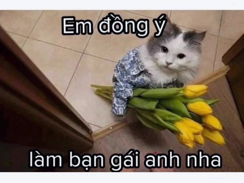 Mèo nhếch mép với nét mặt hài hước