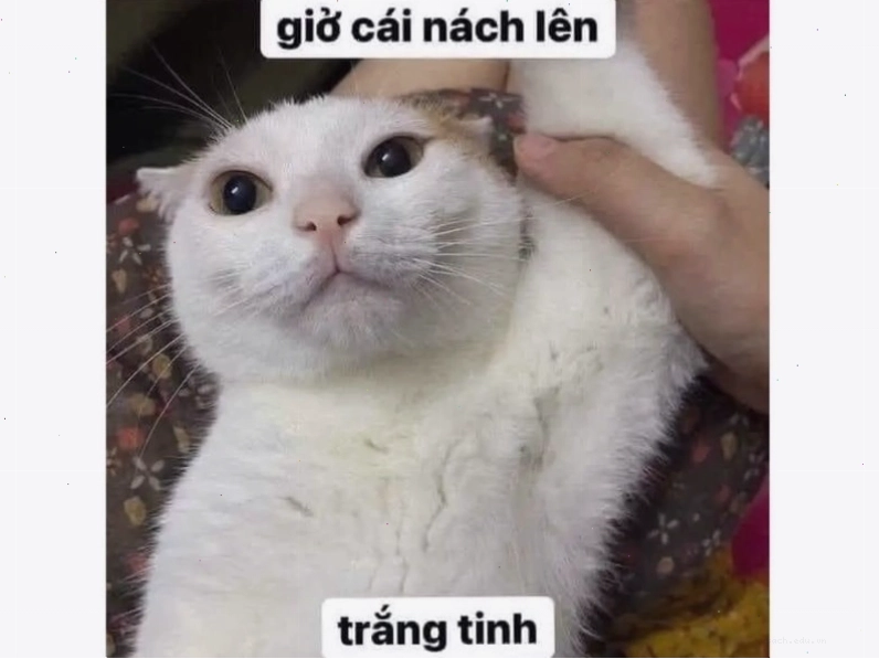 Mèo nhếch mép với nụ cười bí ẩn