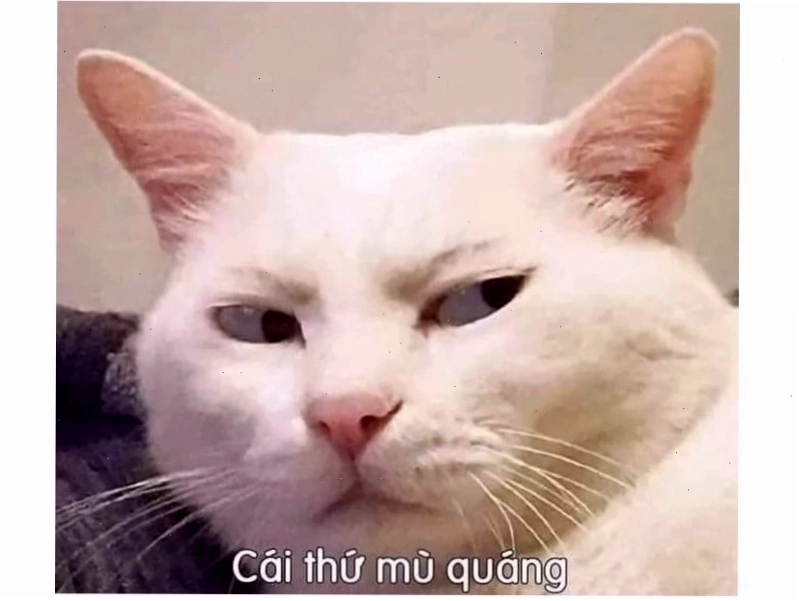 Mèo nhếch mép với ý đồ tinh nghịch