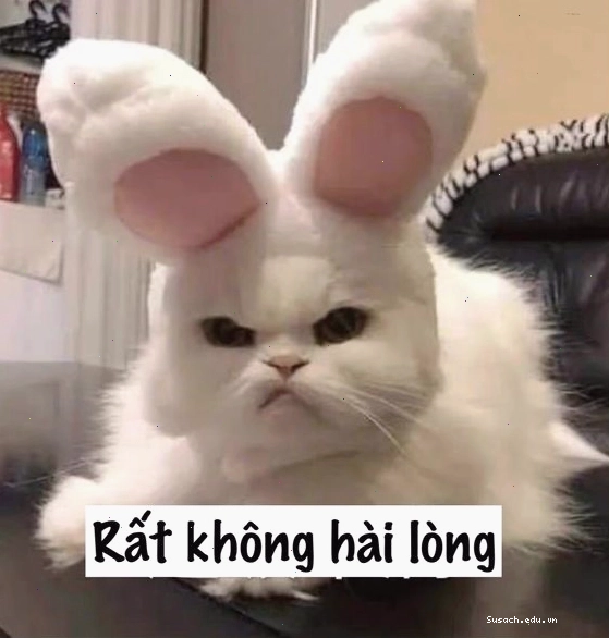 Mèo nhìn với ánh mắt đầy "oán trách"