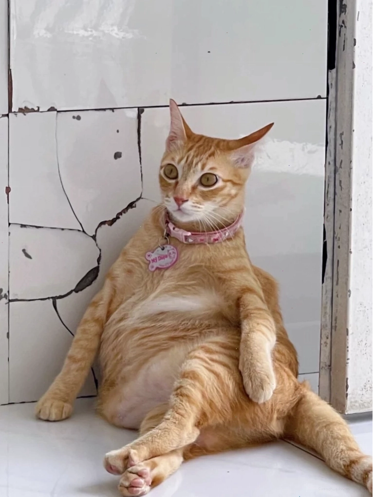 Mèo ôm nhau thể hiện tình cảm gắn bó