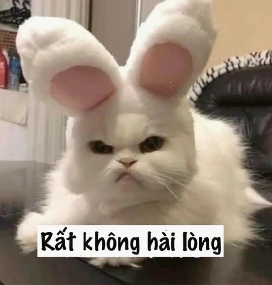 Mèo với biểu cảm 
