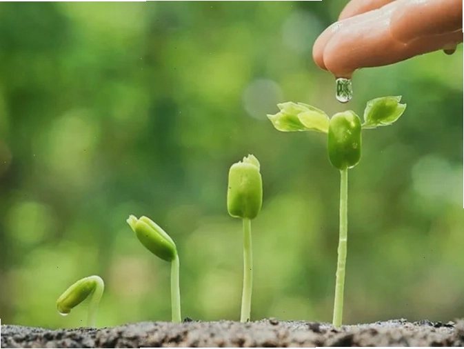 Minh họa câu tục ngữ về sự khôn ngoan